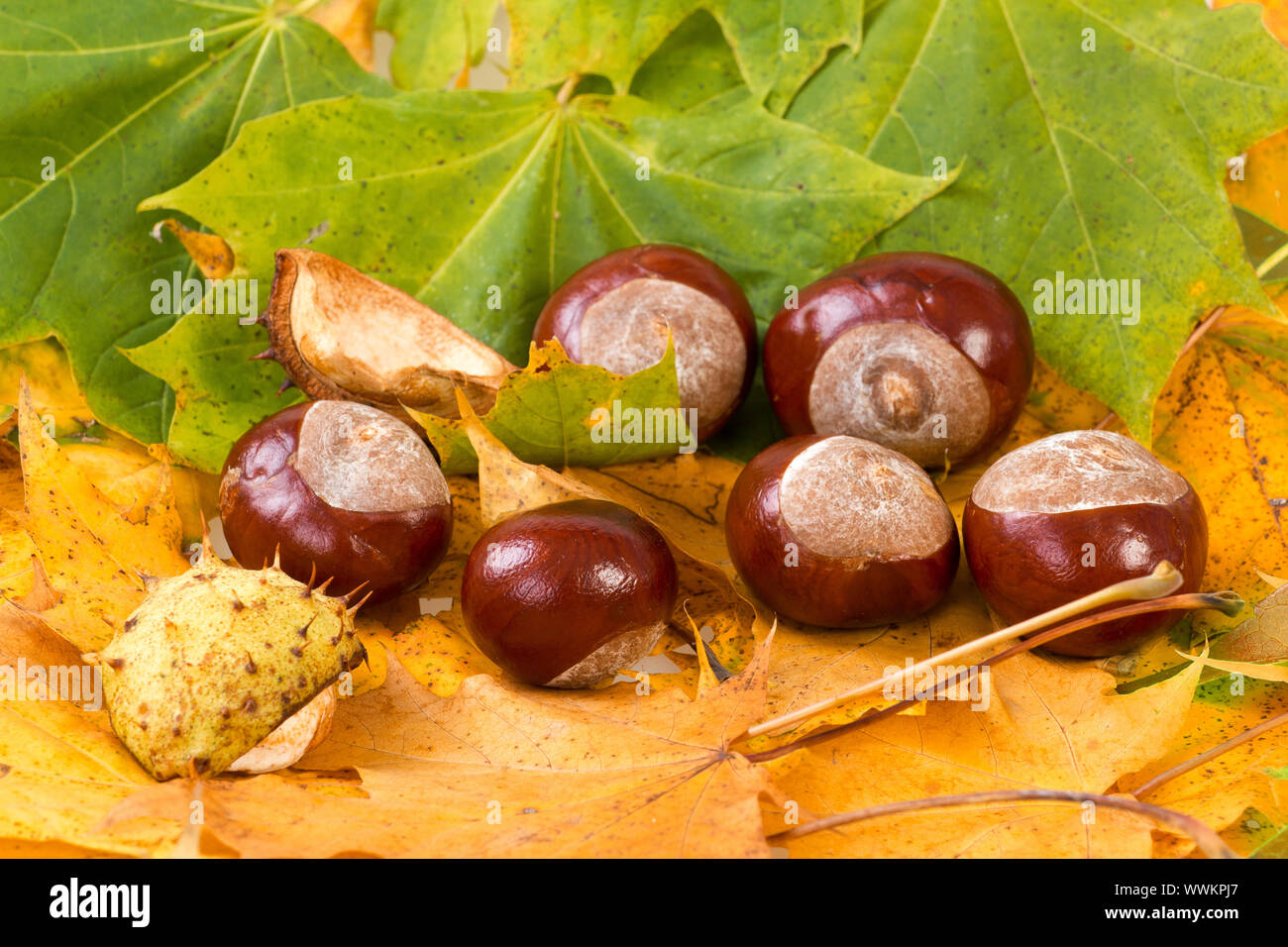 Feuilles aux couleurs automnales et aux châtaignes Banque D'Images