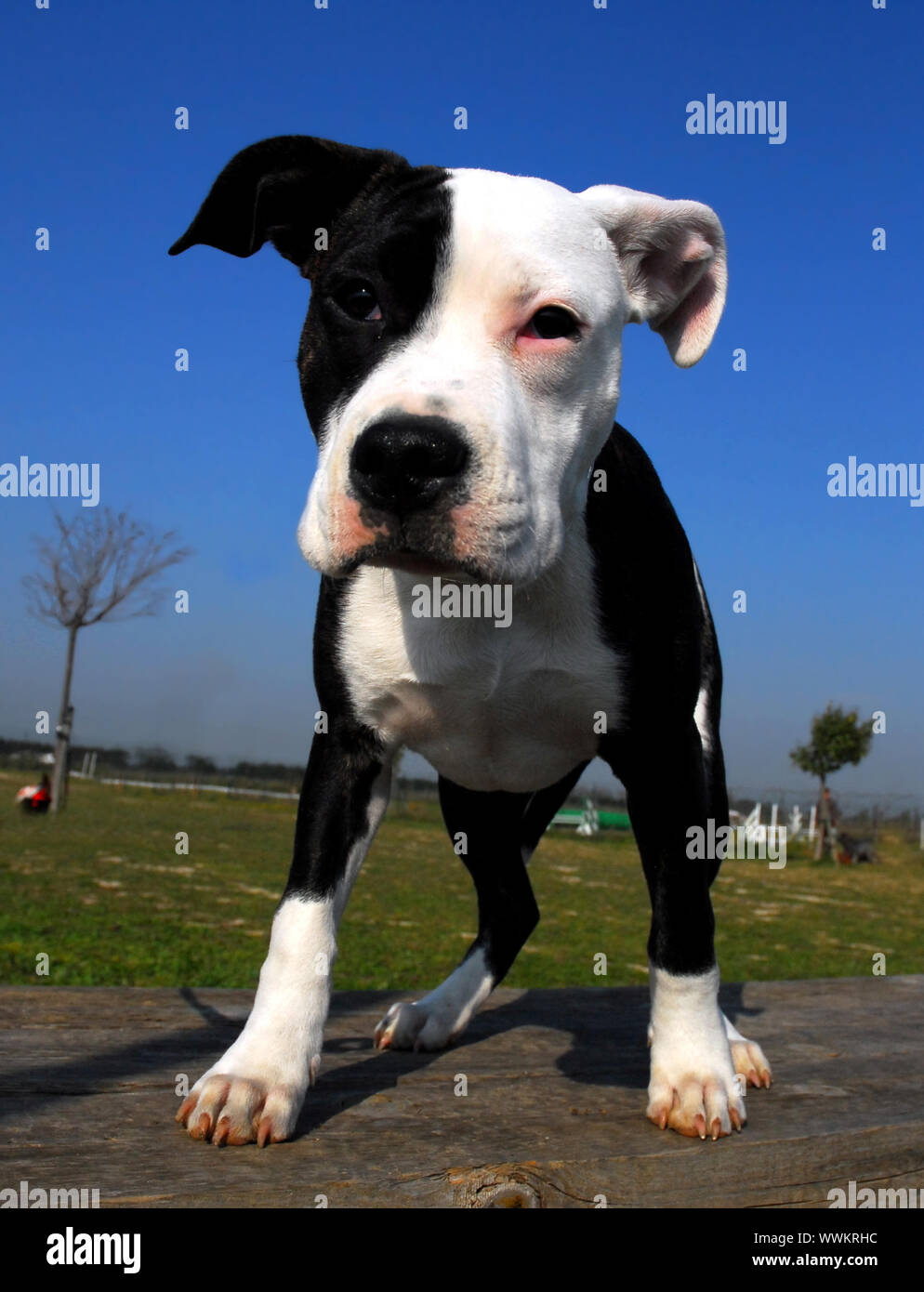 Portrait d'un American Staffordshire terrier de race Banque D'Images