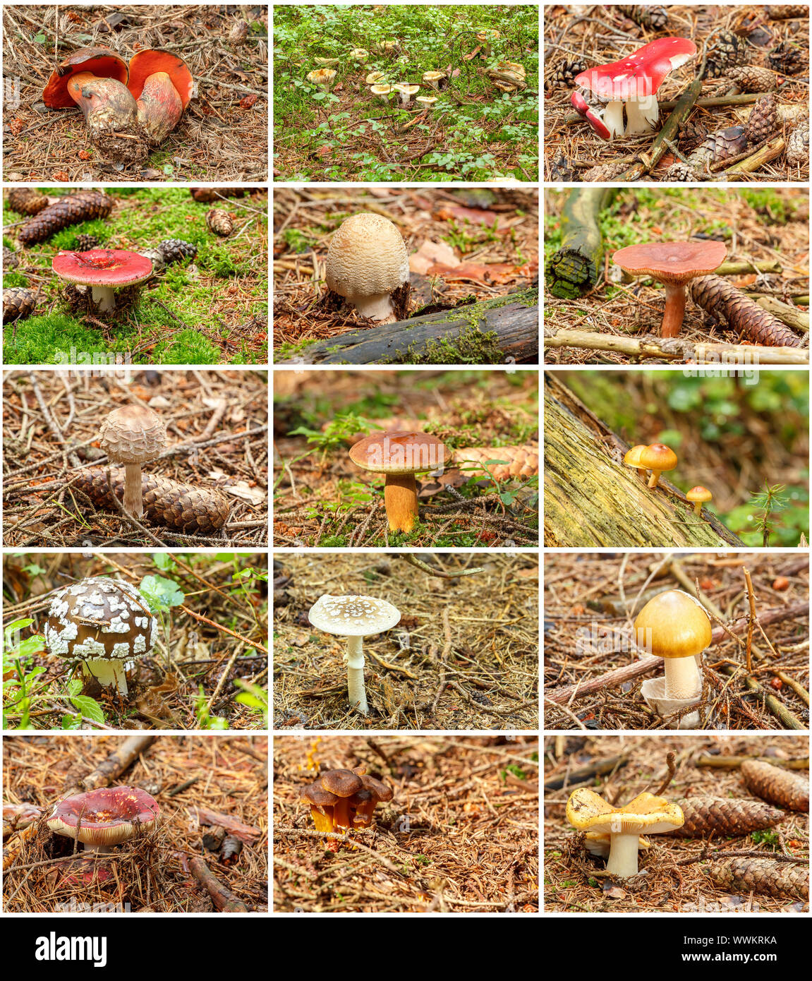L'été 12 champignons dans une même collection Banque D'Images