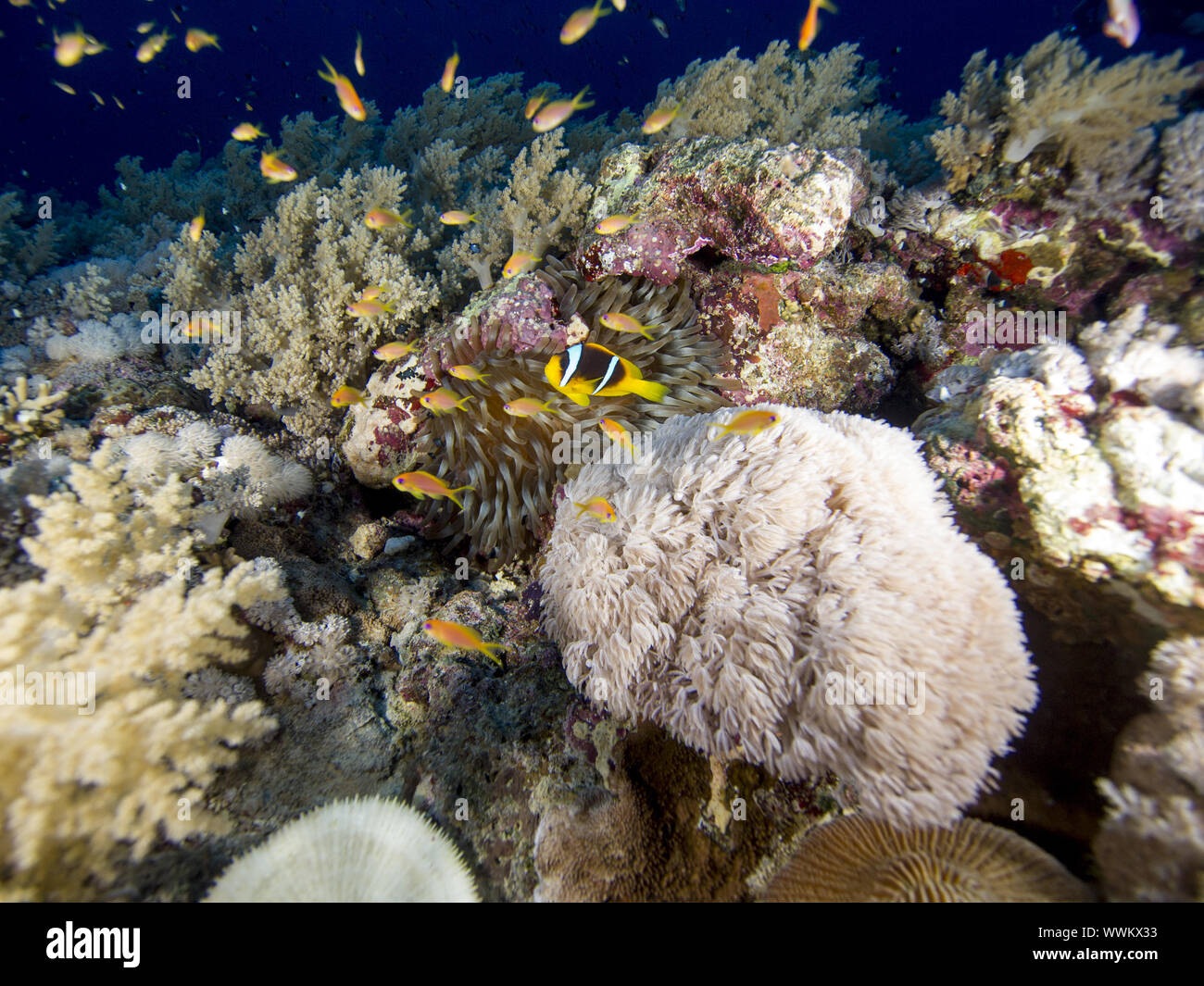 Elphinstone Reef Banque D'Images