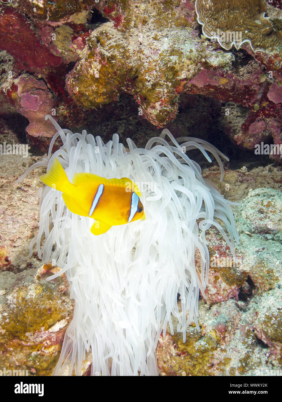 Poisson clown Banque D'Images