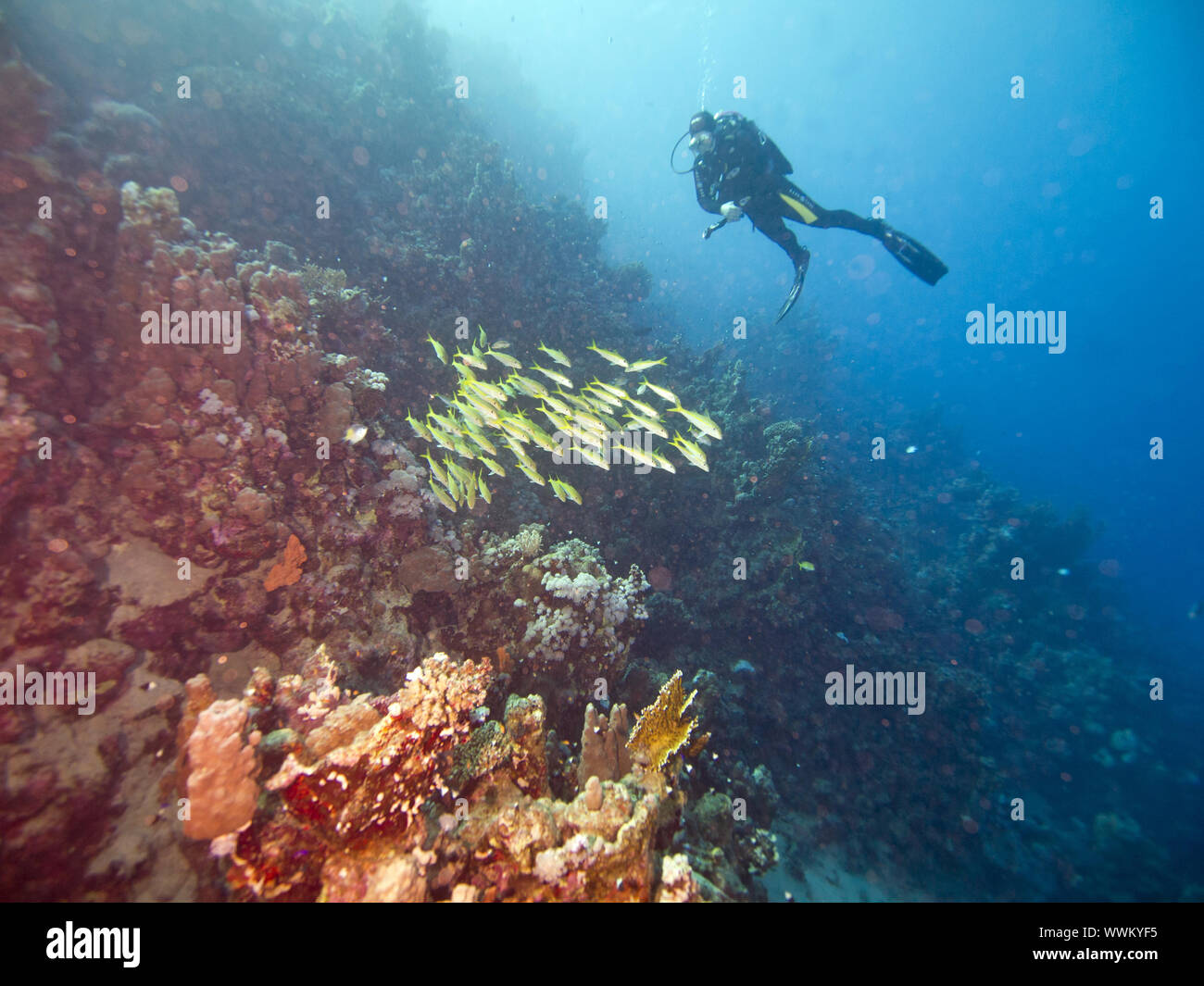 Goatfishes avec diver en arrière-plan Banque D'Images