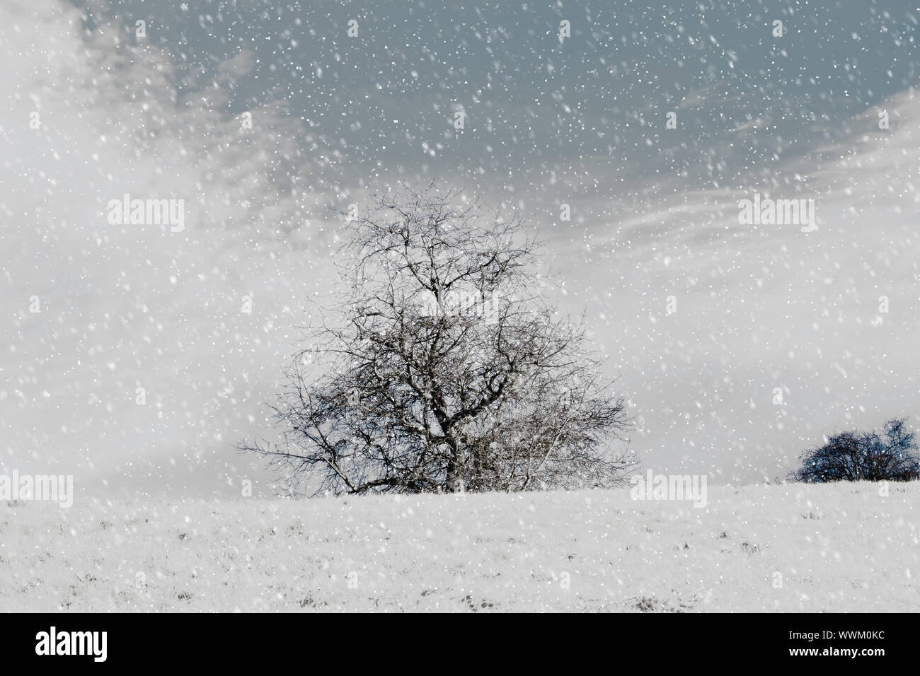 Beau paysage avec des arbres d'hiver Banque D'Images