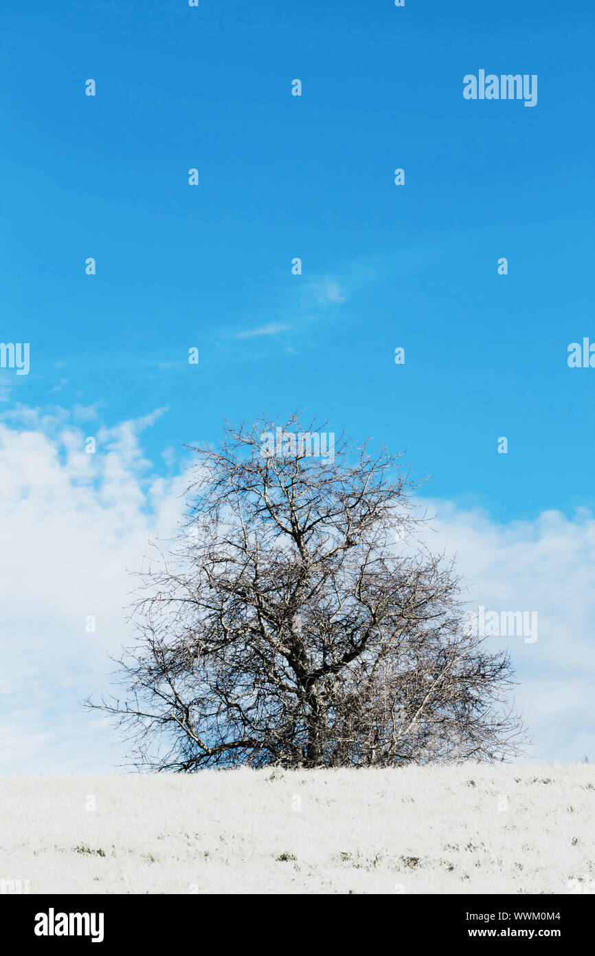 Beau paysage d'hiver avec des arbres et ciel bleu Banque D'Images