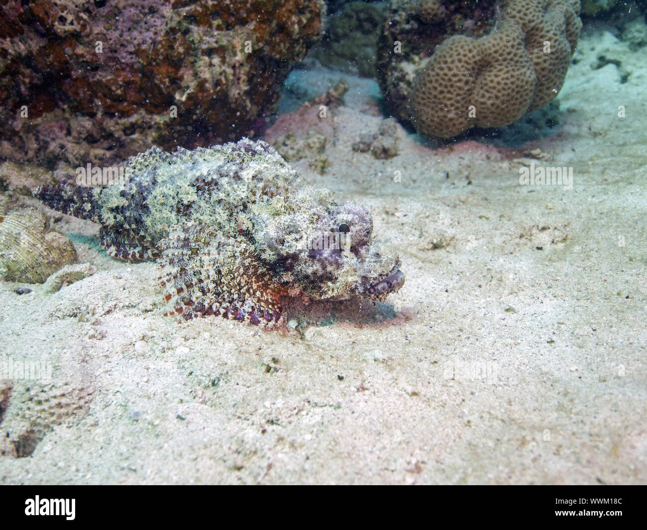 Scorpionfish Banque D'Images