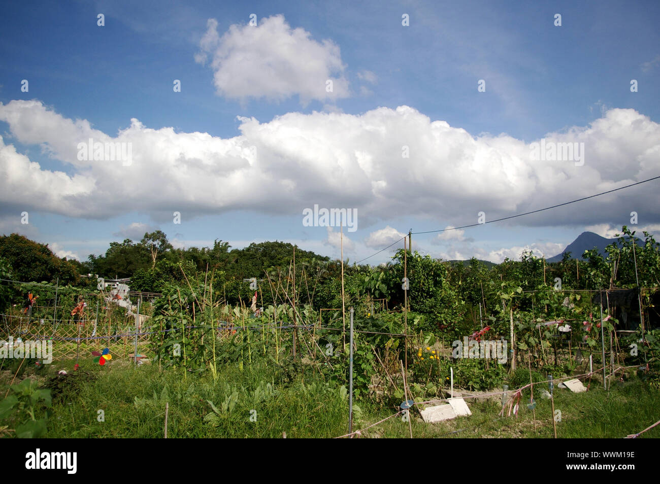 Terre agricole à Hong Kong Banque D'Images