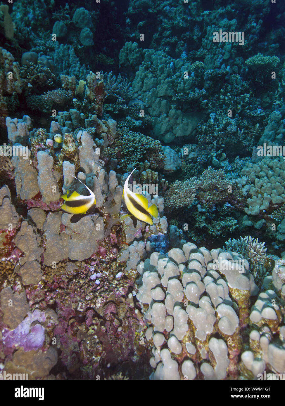 Red Sea bannerfish Banque D'Images