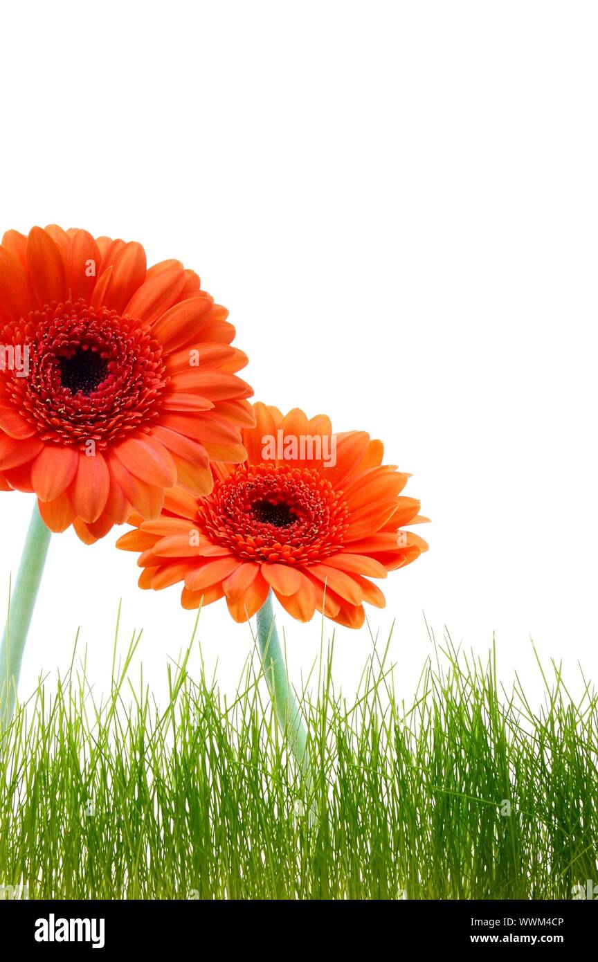 Carte d'anniversaire ou de voeux avec des fleurs et copyspace pour un textmessage Banque D'Images