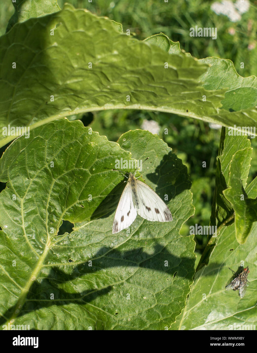 Petit papillon blanc Banque D'Images