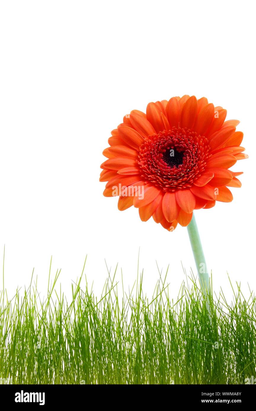 Carte d'anniversaire ou de voeux avec des fleurs et copyspace pour un textmessage Banque D'Images