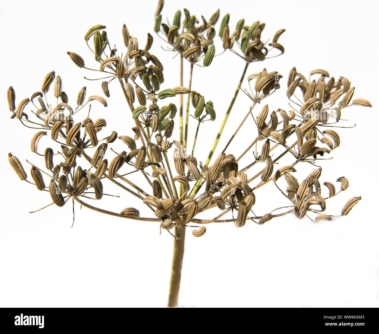 Fenchel, Foeniculum vulgare, Banque D'Images