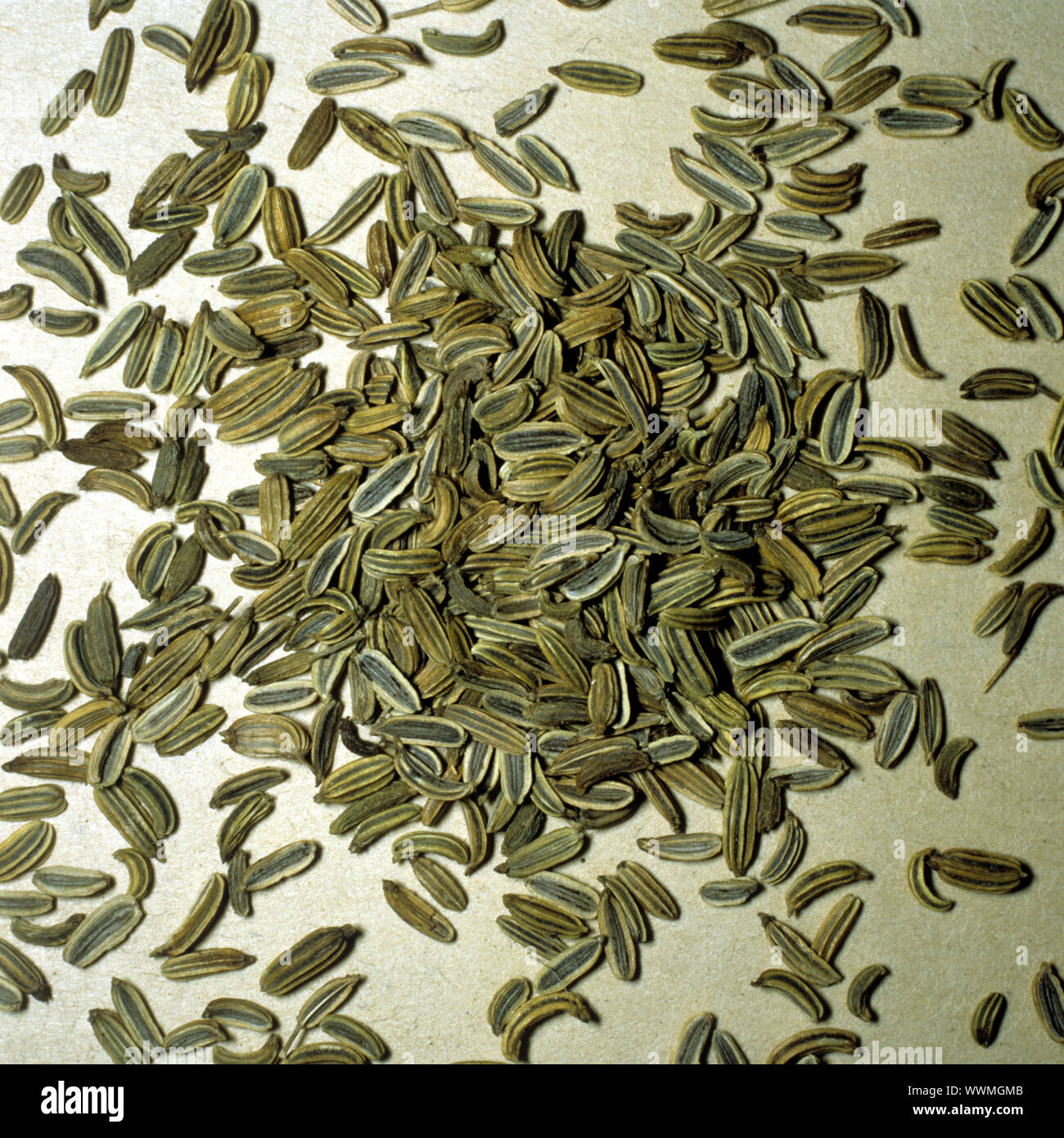 Fenchel, Foeniculum vulgare, Banque D'Images