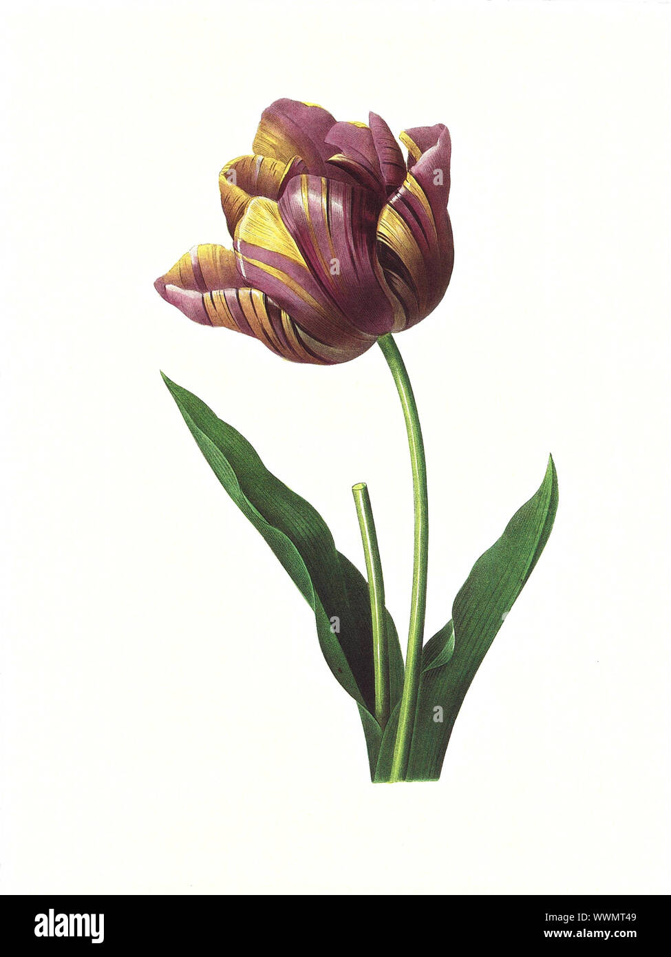 Un exemple d'une tulipe gravée par Pierre-Joseph Redoute (1759 - 1840), surnommé 'Le Raphael de fleurs'. Banque D'Images