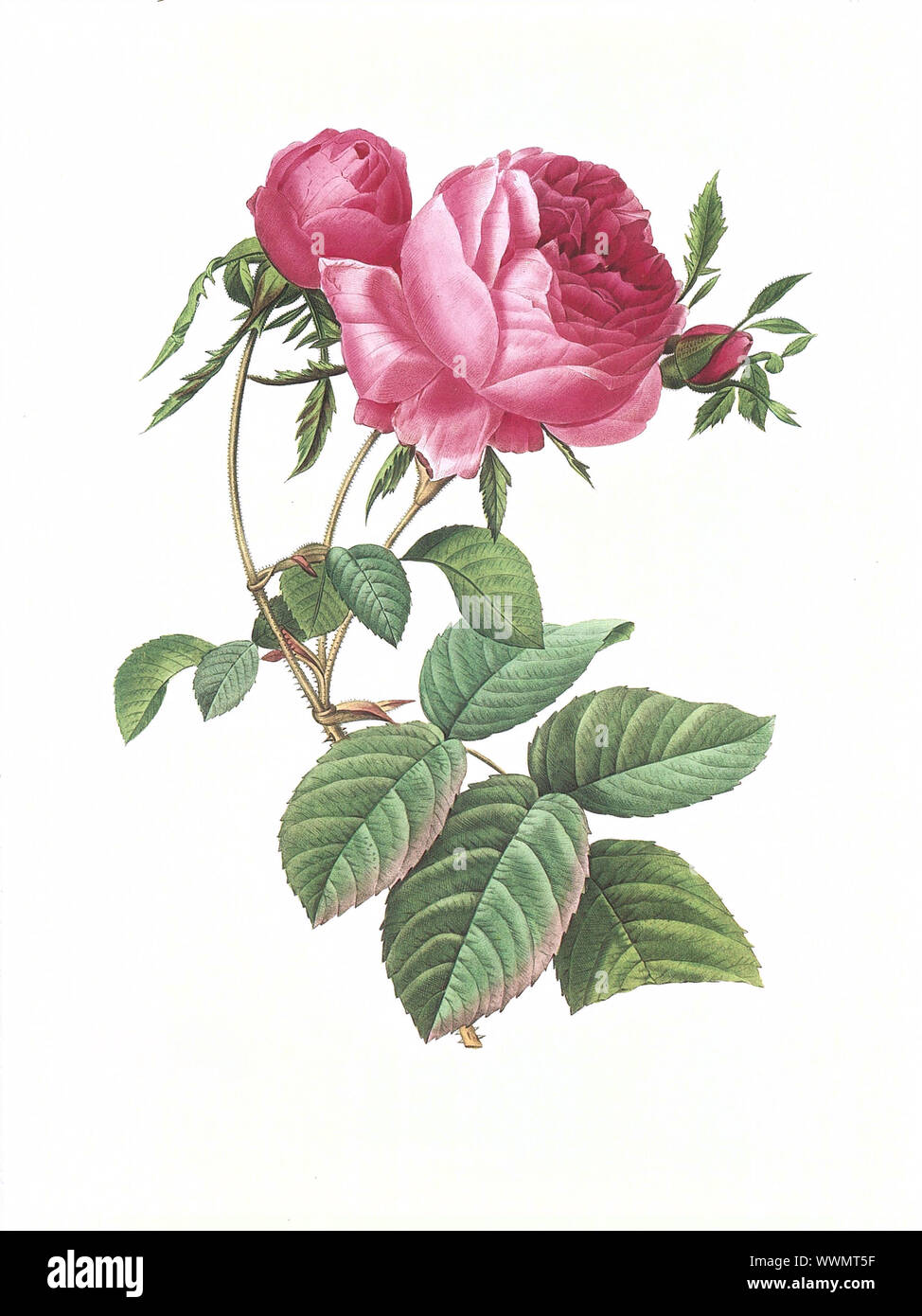 Illustration d'un antique rose gravée par Pierre-Joseph Redoute (1759 - 1840), surnommé 'Le Raphael de fleurs'. Banque D'Images