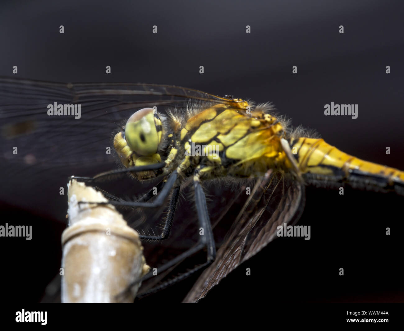 Vert tacheté Banque D'Images