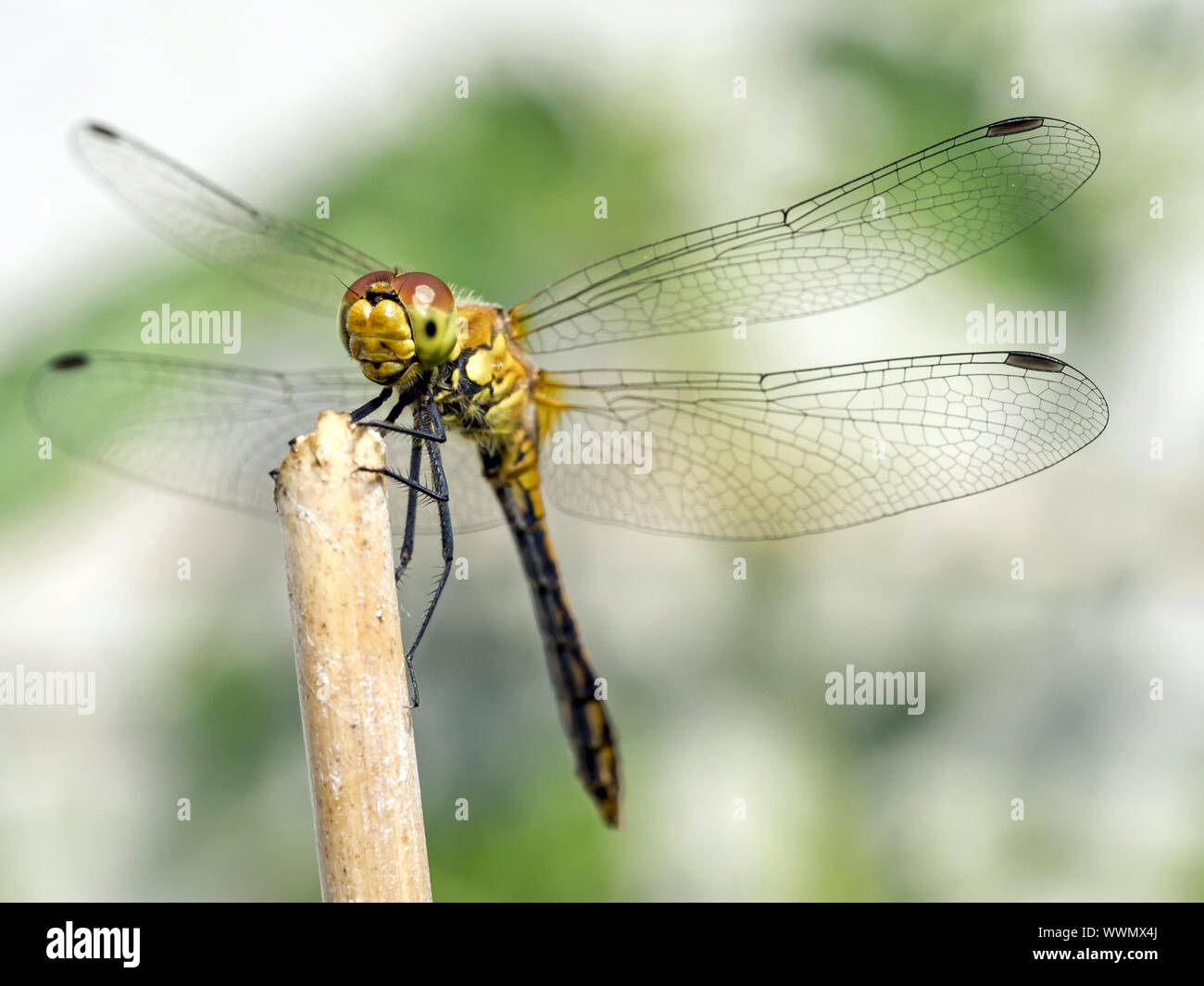 Vert tacheté Banque D'Images