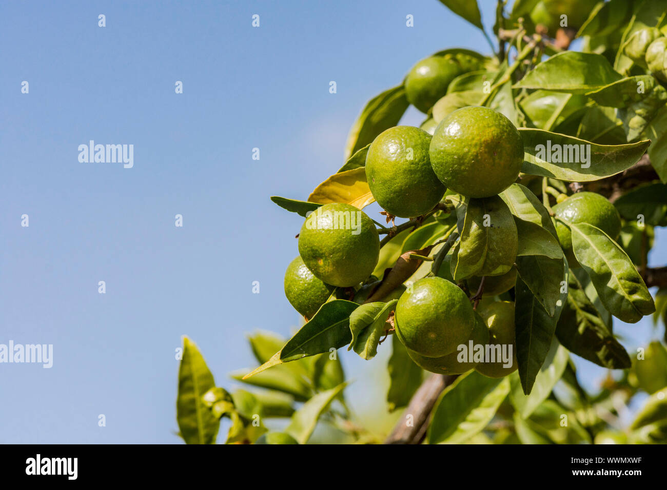 Cerneaux de mandarines, clémentines hanging on tree, Espagne. Banque D'Images