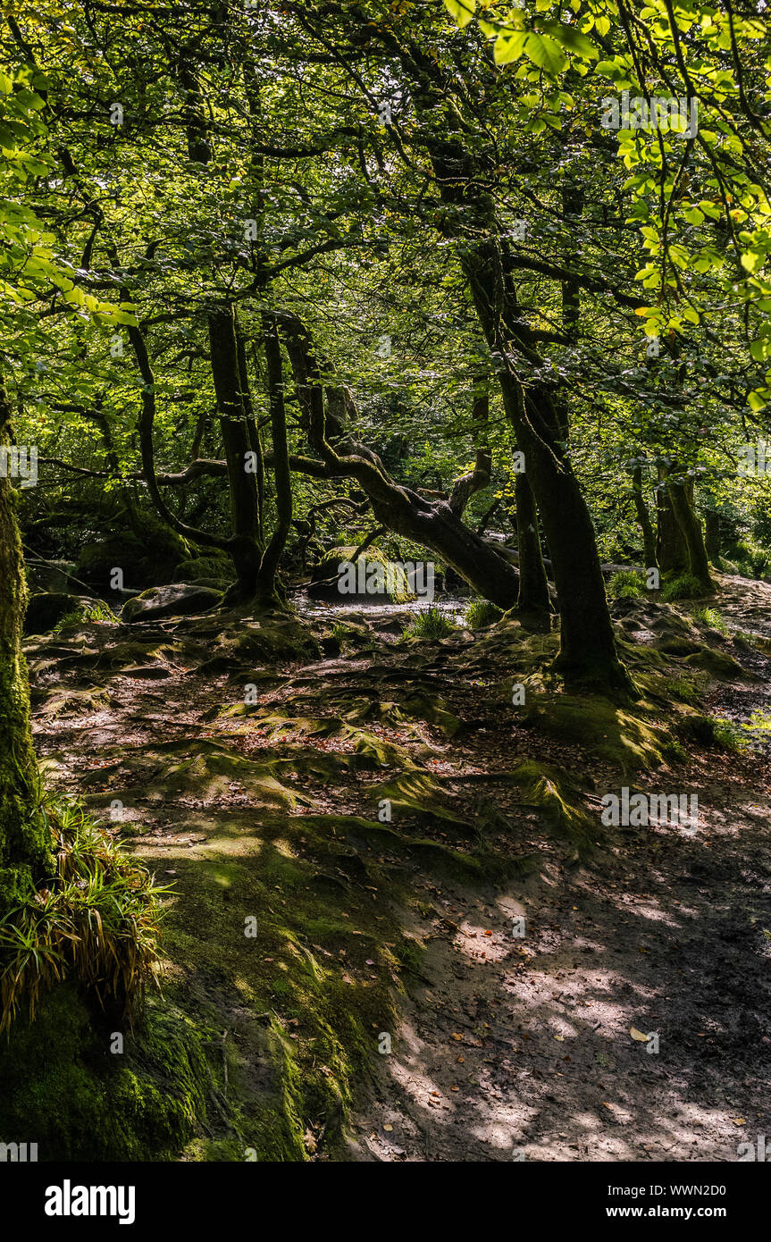 Draynes Wood, une ancienne forêt de chênes sur Bodmin Moor en Cornouailles. Banque D'Images