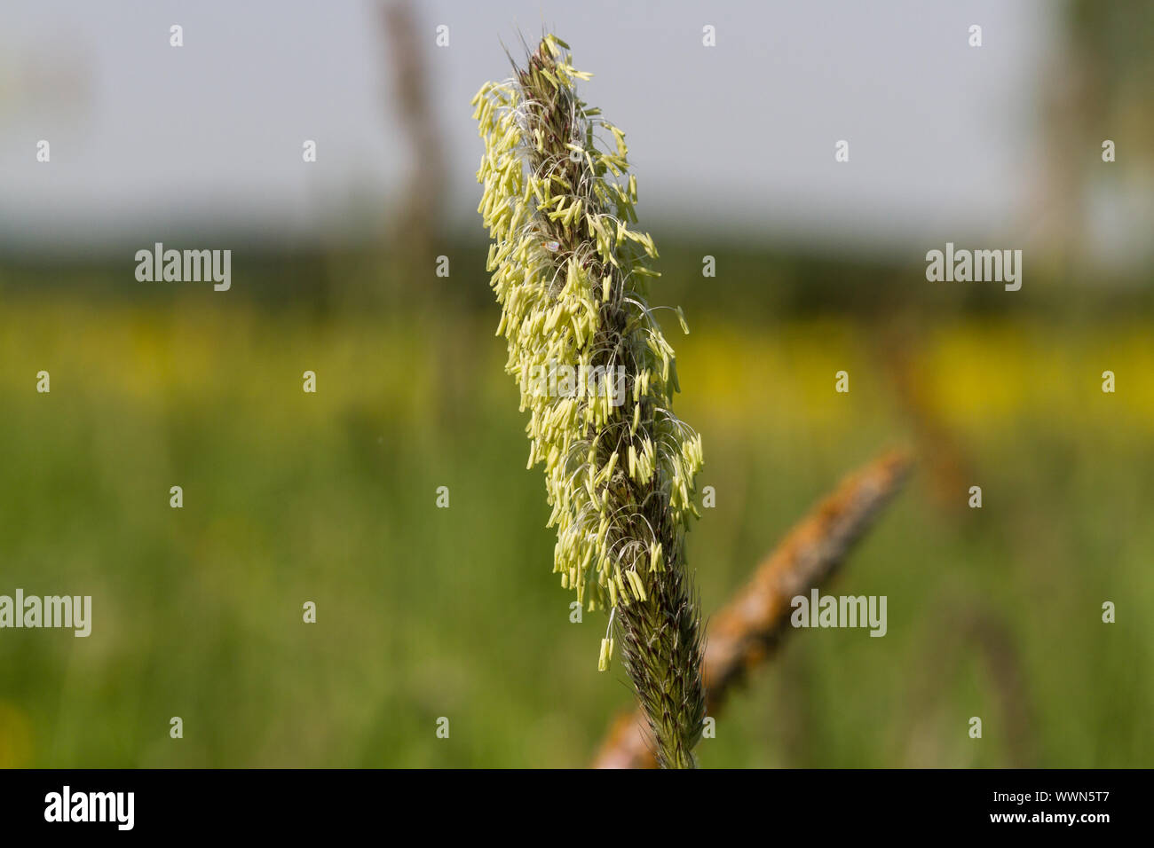 Prairie d’été Banque D'Images