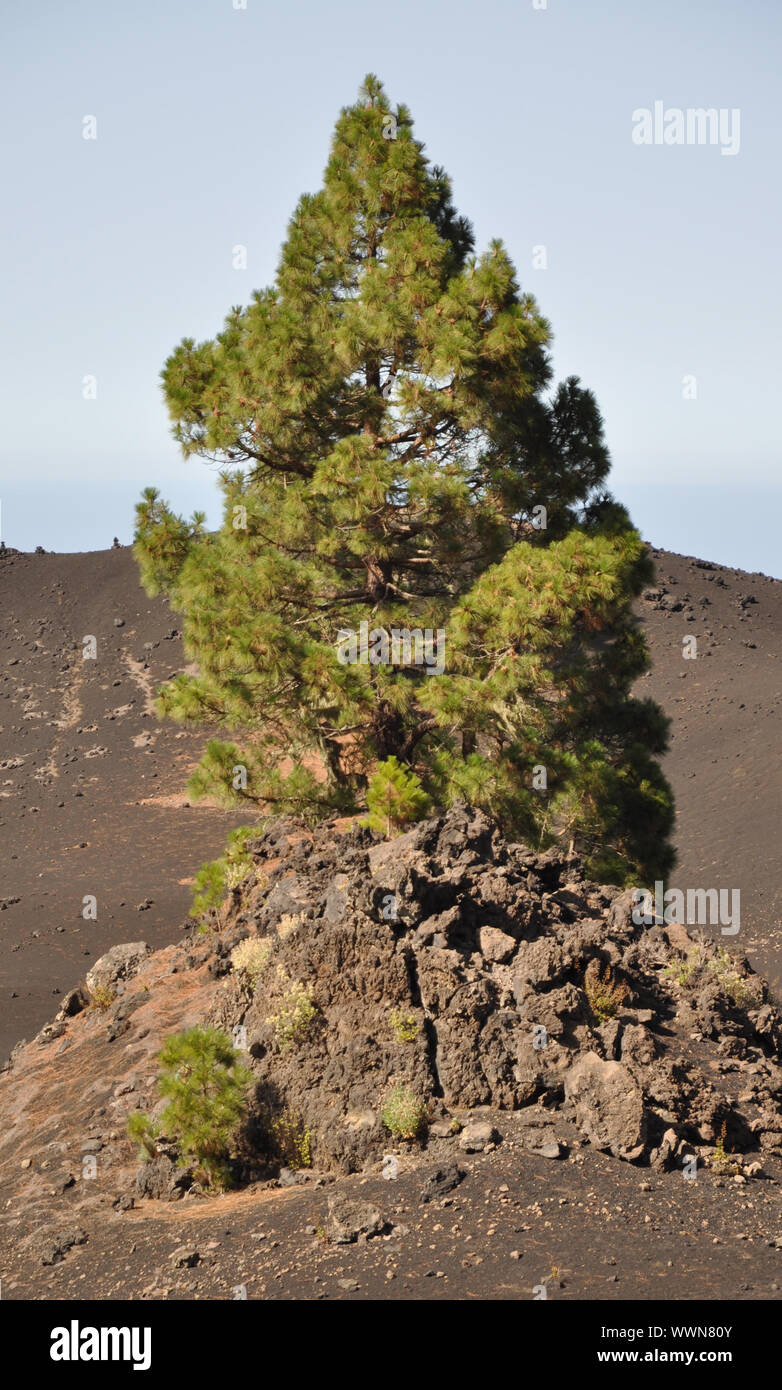 Pin Canaries Tenerife sur Banque D'Images