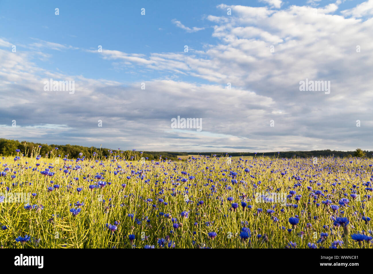 Avec un champ de bleuet bleu Banque D'Images