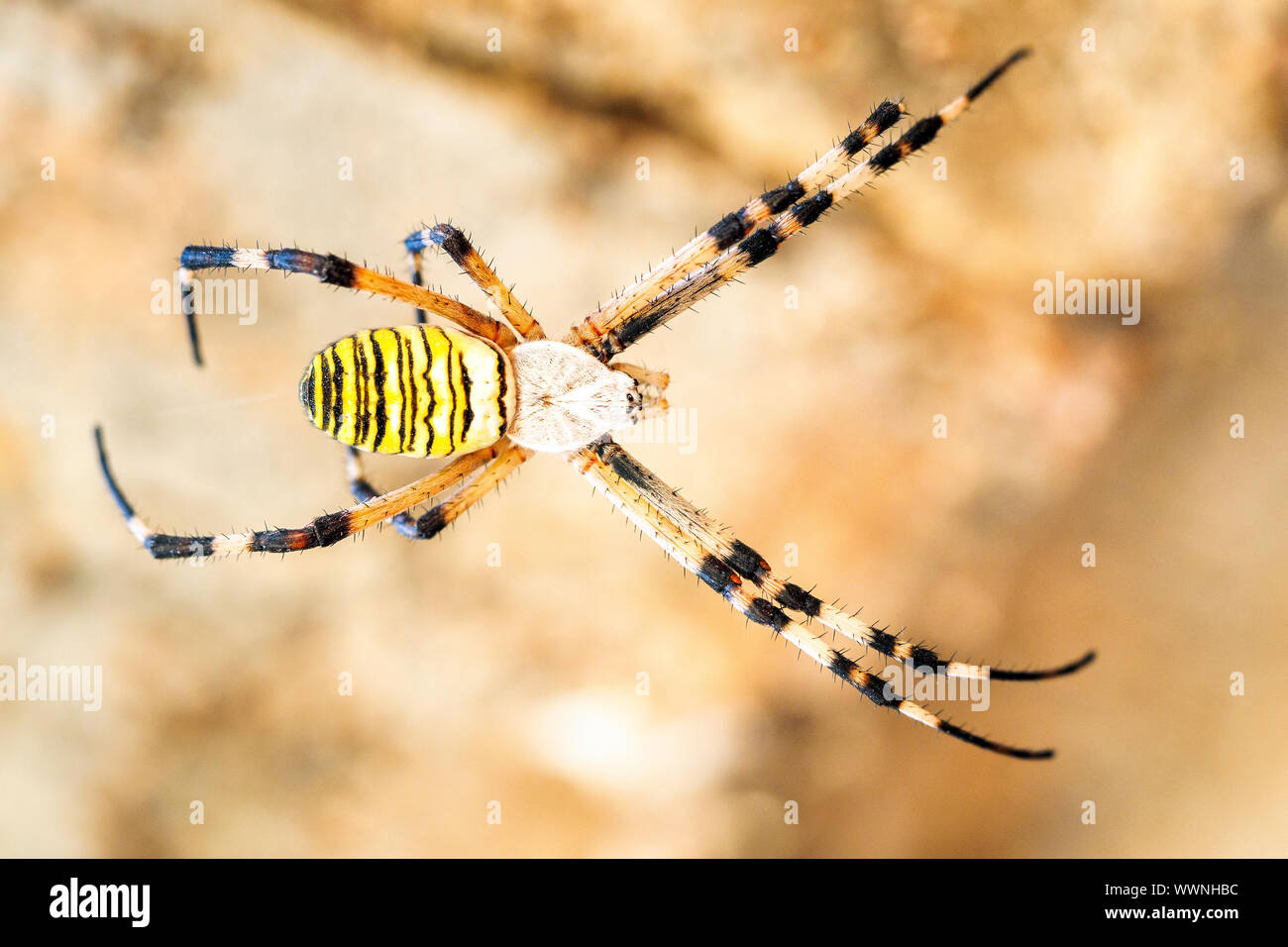 Spider Argiope bruennichi (WASP) Banque D'Images
