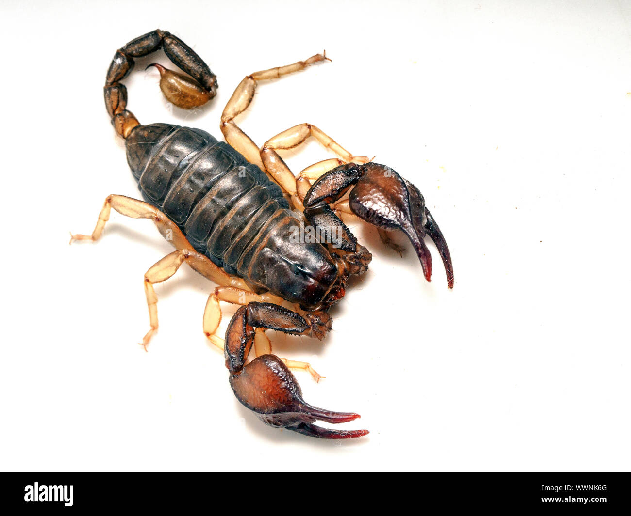 Scorpion Euscorpius italicus (italien) Banque D'Images