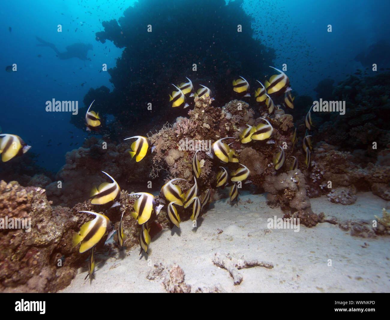 Red Sea bannerfish (Heniochus intermedius) Banque D'Images