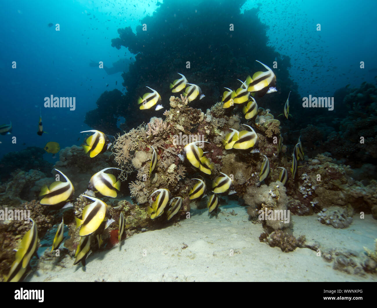 Red Sea bannerfish (Heniochus intermedius) Banque D'Images