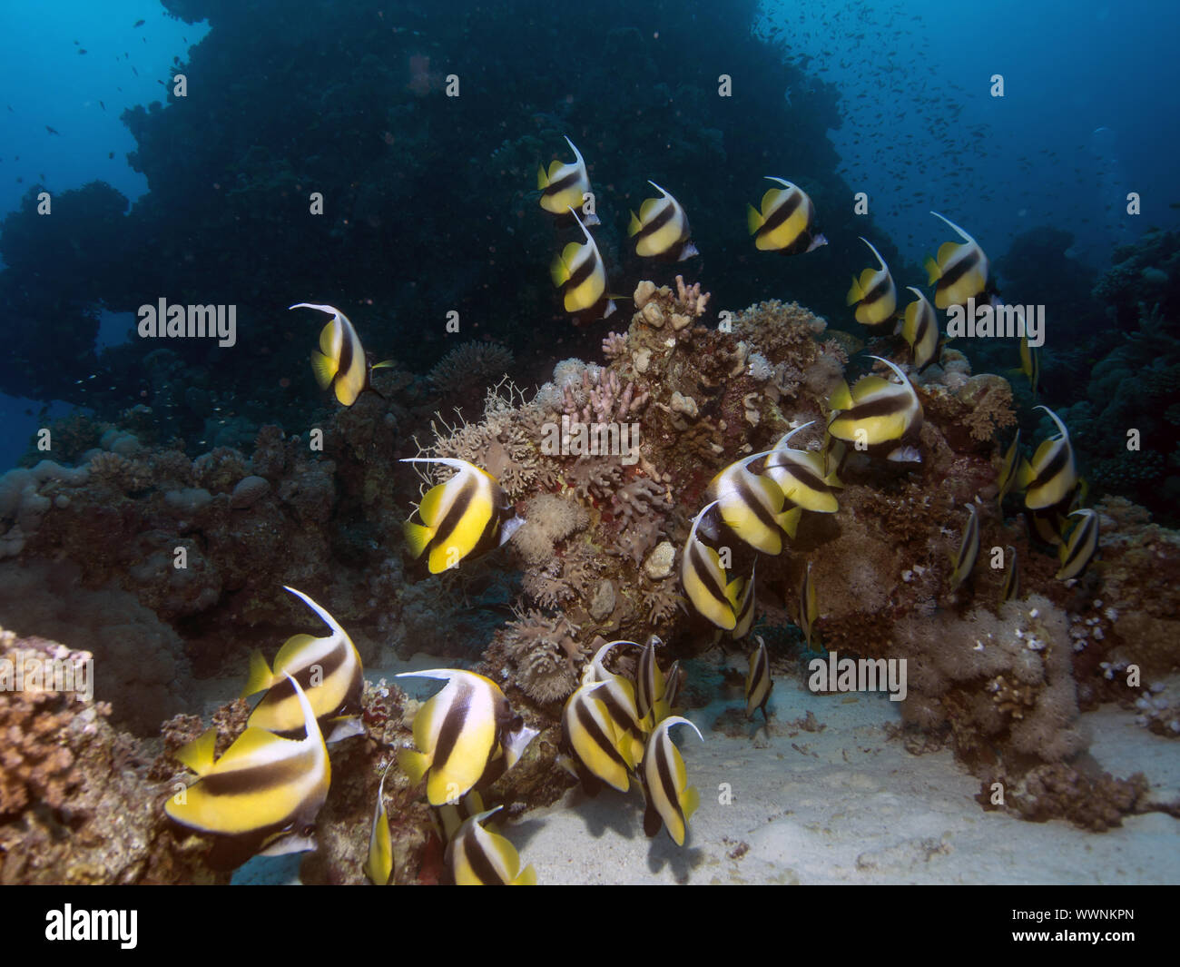 Red Sea bannerfish (Heniochus intermedius) Banque D'Images