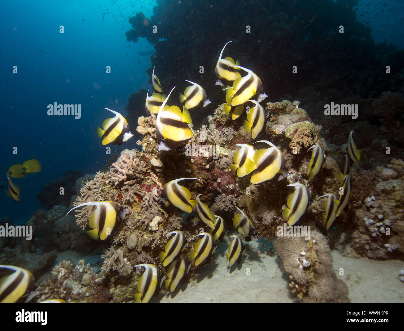 Red Sea bannerfish (Heniochus intermedius) Banque D'Images