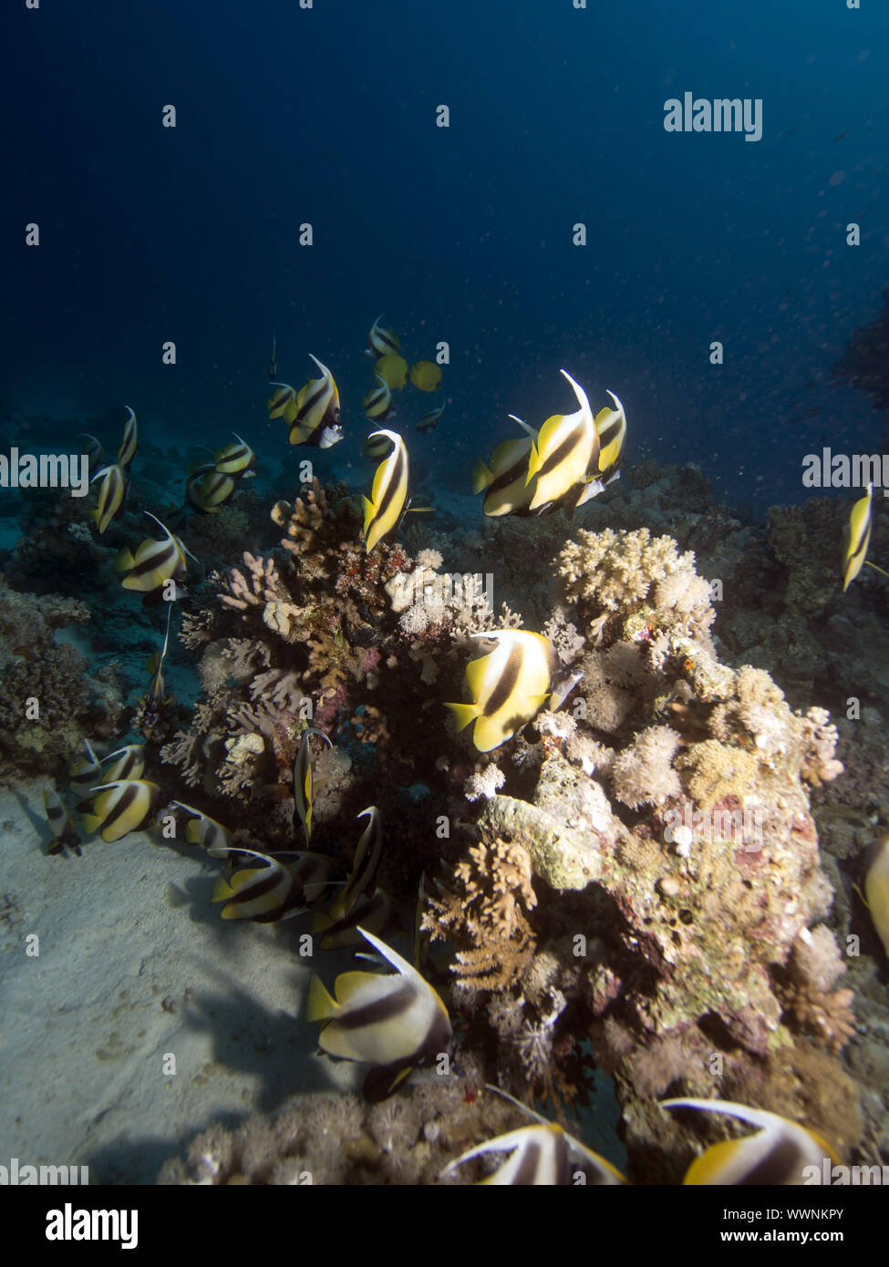 Red Sea bannerfish (Heniochus intermedius) Banque D'Images