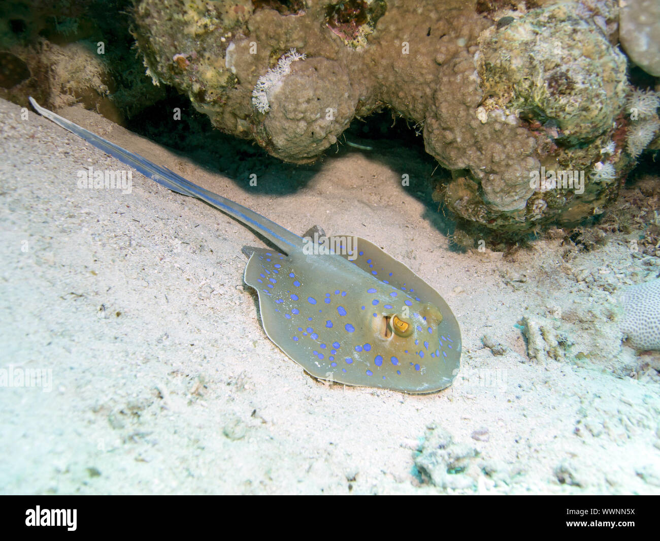 Ribbontail bluespotted ray Banque D'Images