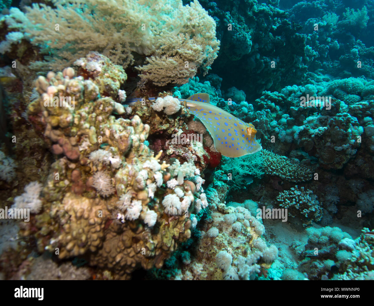 Ribbontail bluespotted ray Banque D'Images