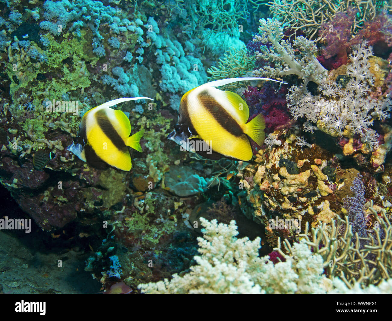Red Sea bannerfish (Heniochus intermedius) Banque D'Images