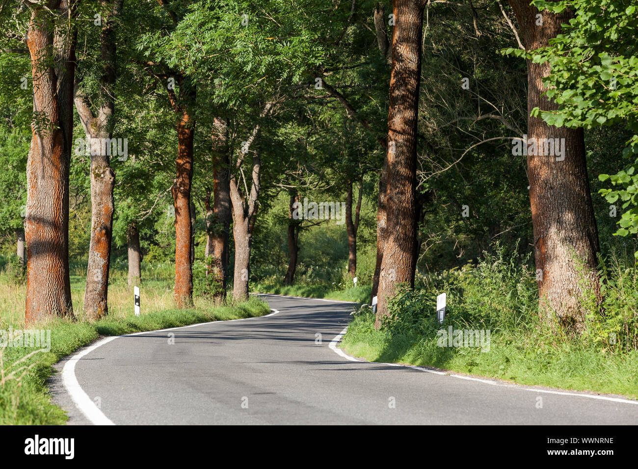 Route de campagne avec des arbres comme avenue Banque D'Images
