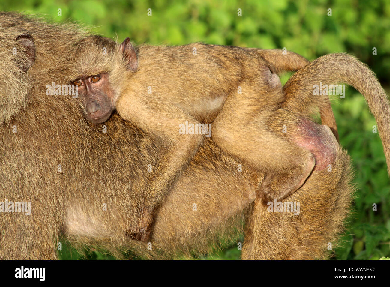 Le babouin Olive Papio anubis bébé équitation sur Mom's back, Mole National Park, au Ghana Banque D'Images