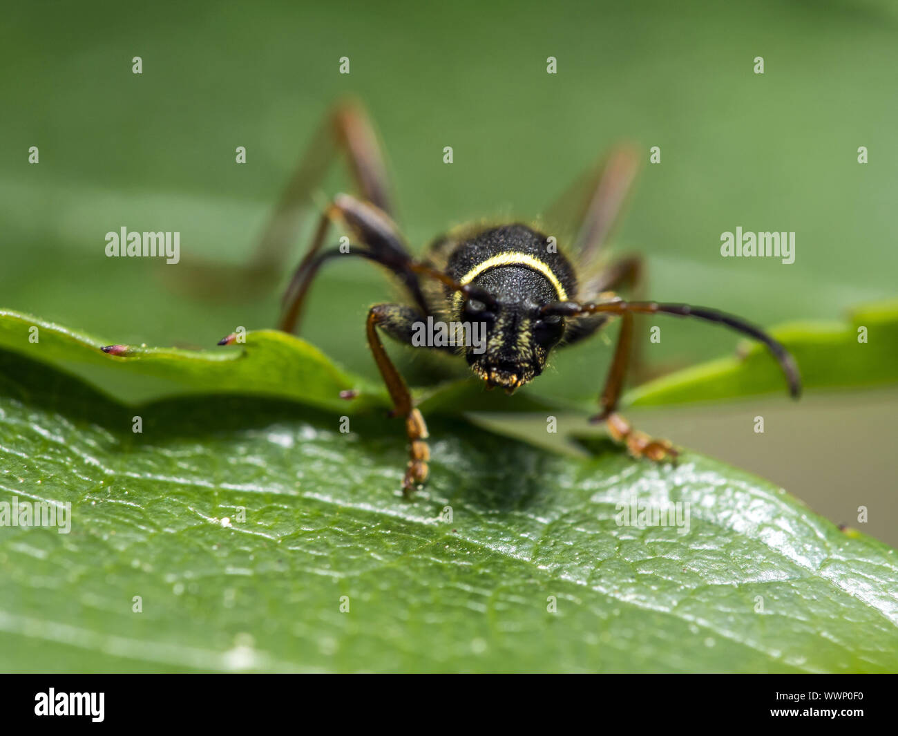 coléoptère de la guêpe Banque D'Images