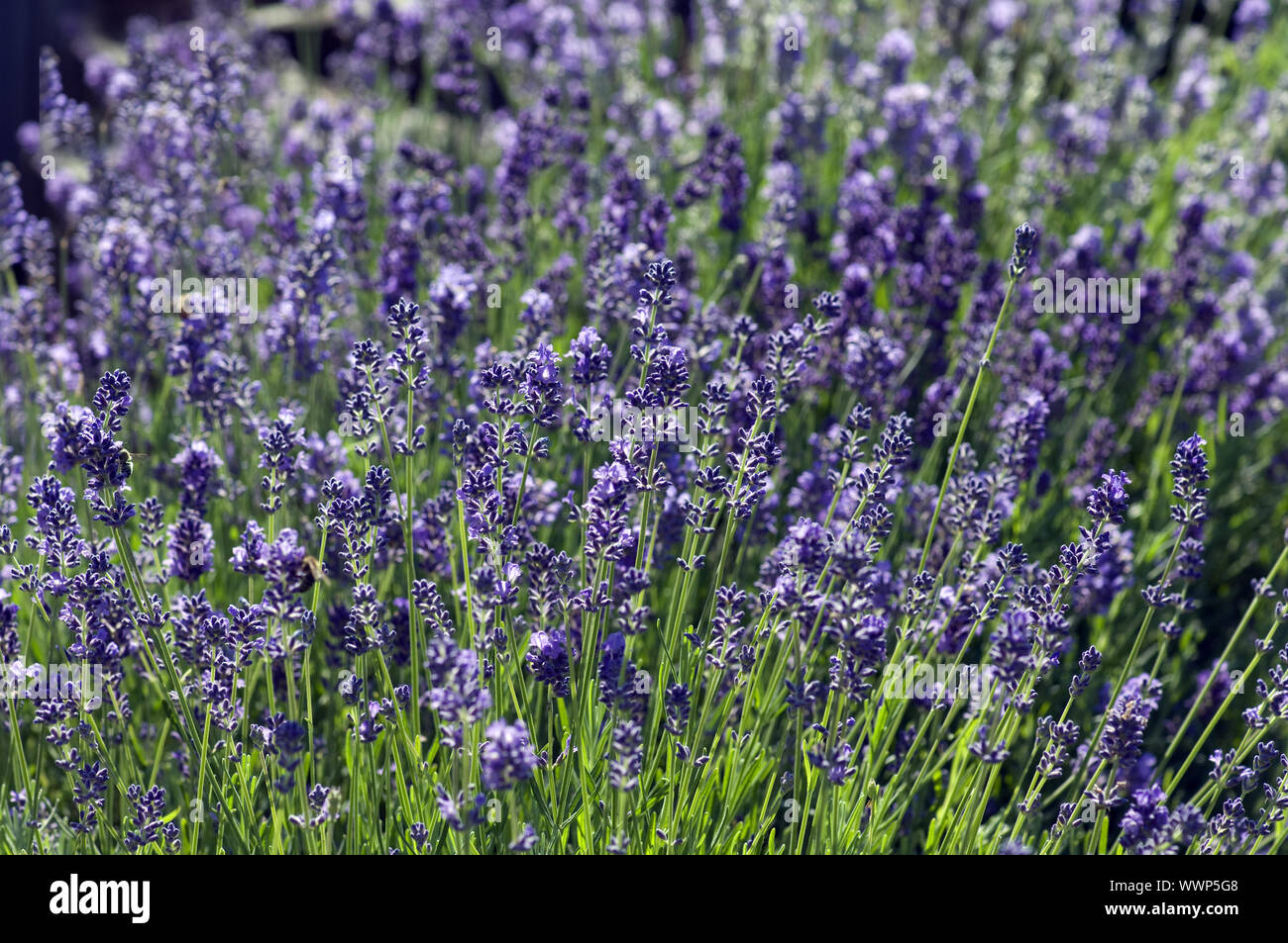 Lavendula angustifolia ; ; Banque D'Images
