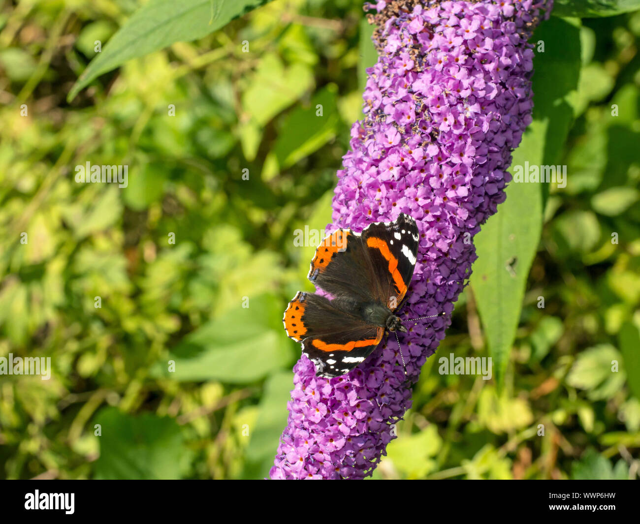 Vulcain (Vanessa atalanta) Banque D'Images