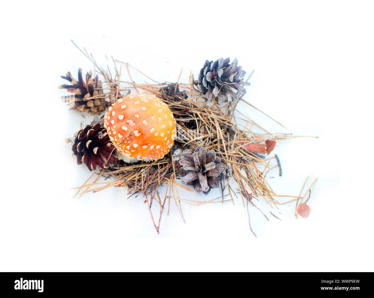 Fly sur fond blanc de champignon Amanita automne Banque D'Images