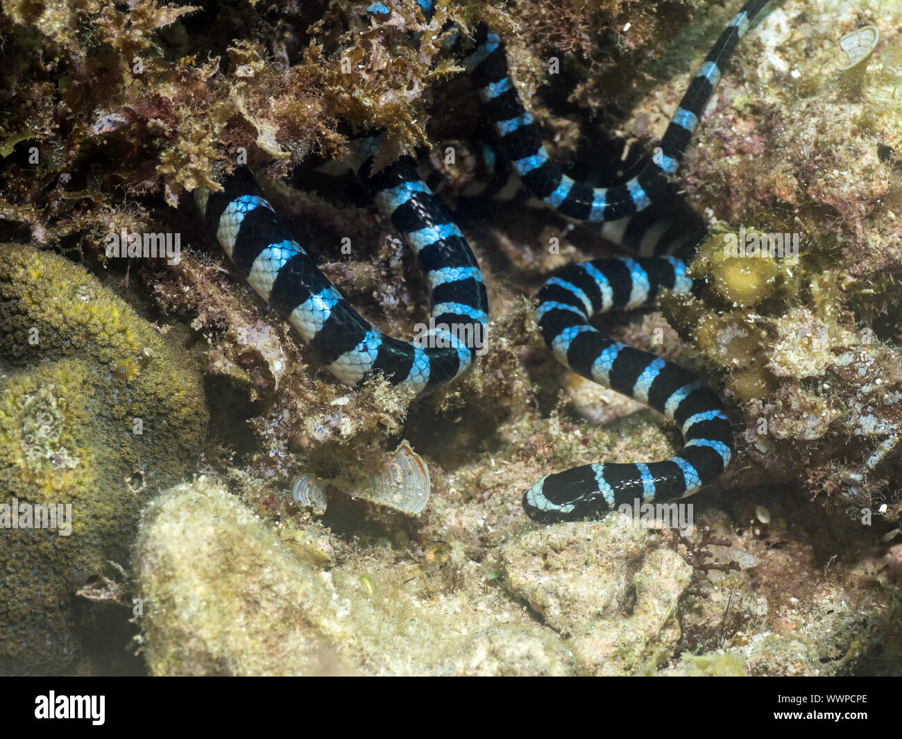 Krait mer Banque D'Images