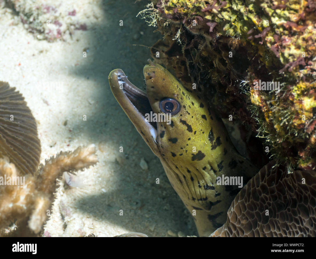 Gymnothorax fimbriatus liséré de Moray () Banque D'Images