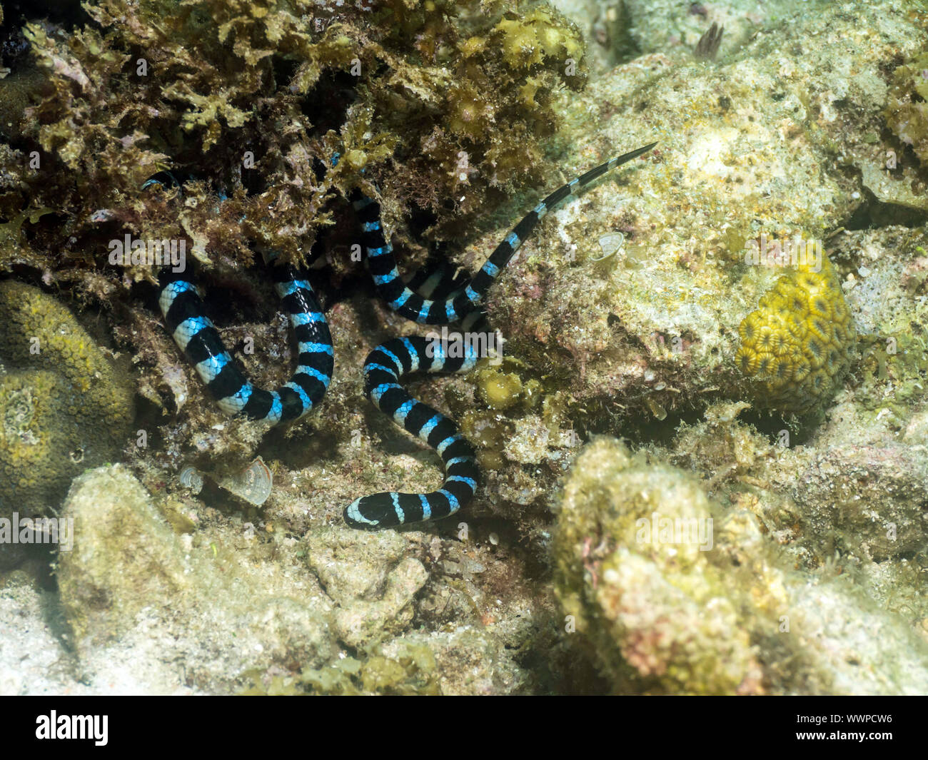 Krait mer Banque D'Images