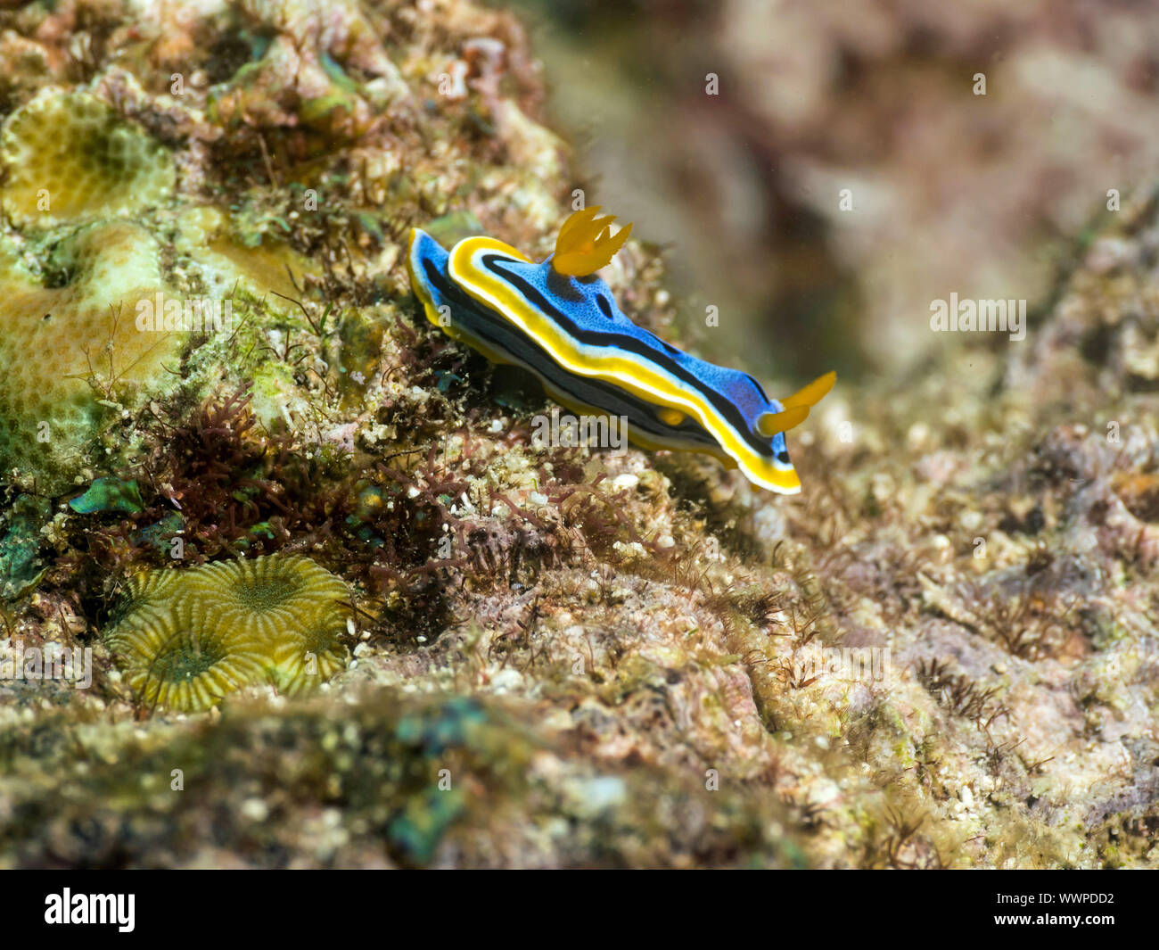 Nudibranche (Chromodoris annae coloré) Banque D'Images