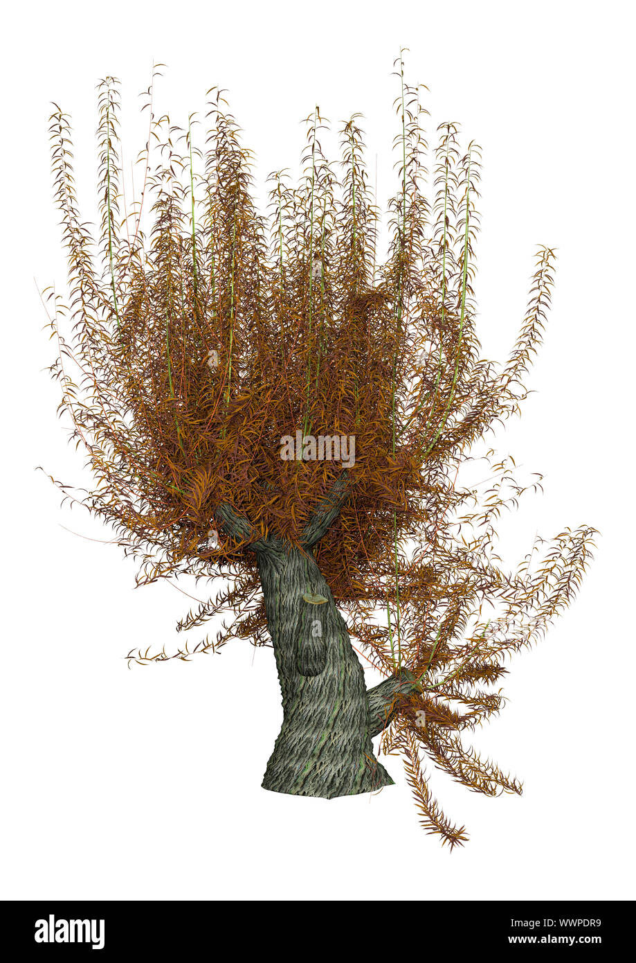 Le rendu 3D d'un arbre ou de saule blanc Salix alba isolé sur fond blanc Banque D'Images