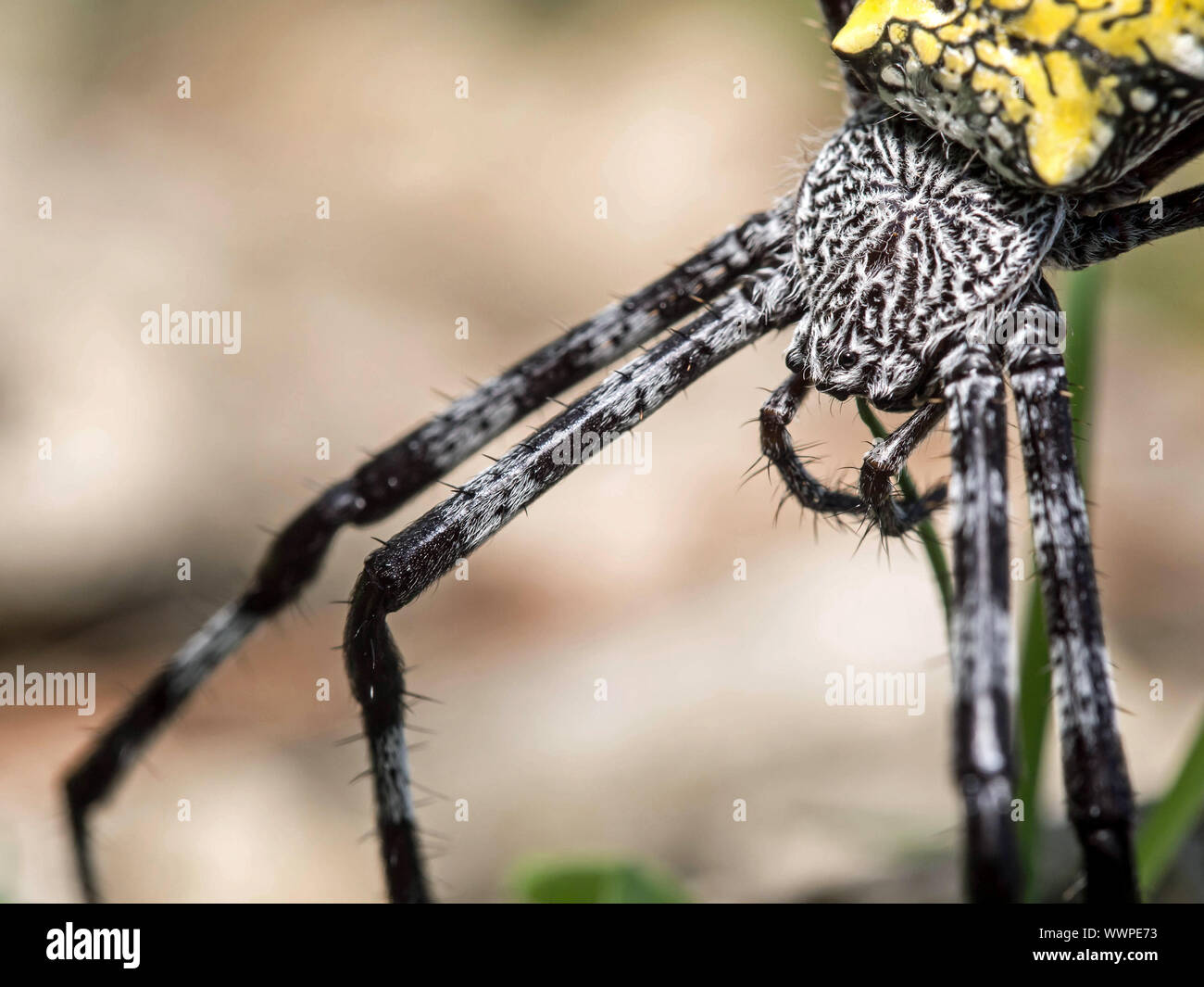 Spider Argiope appensa (banane) Banque D'Images