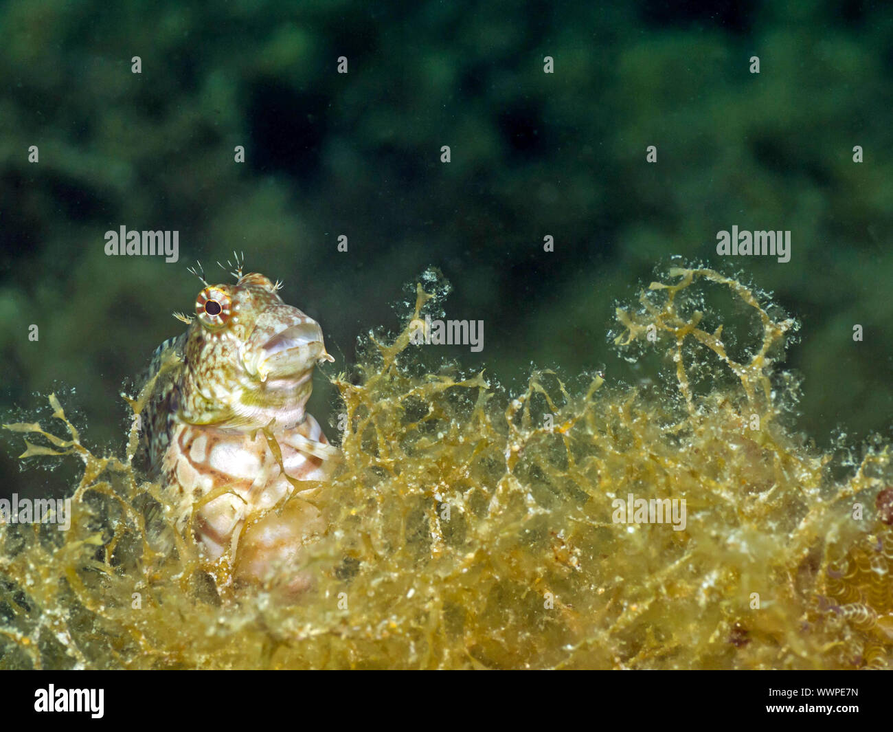 Blennies Banque D'Images