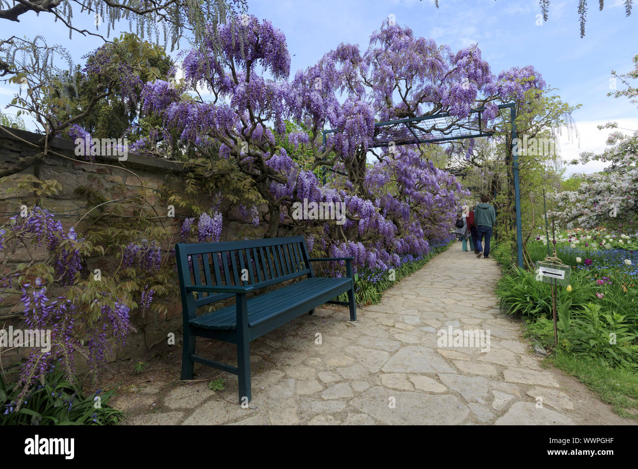 Glycine, pluie bleu Banque D'Images