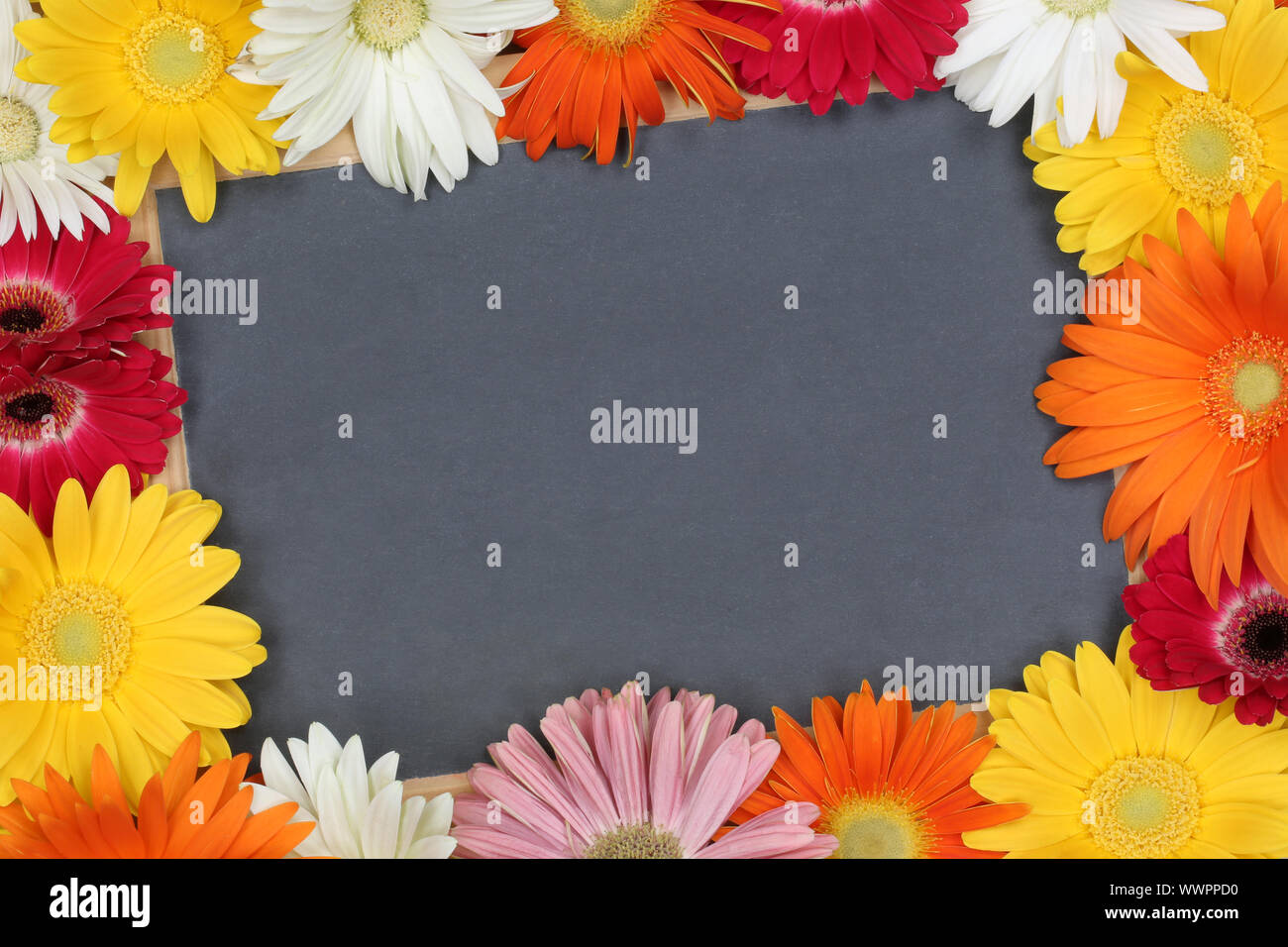 Vide Vide inscrivez-jardin avec fleurs colorées de l'espace texte Copyspace Banque D'Images